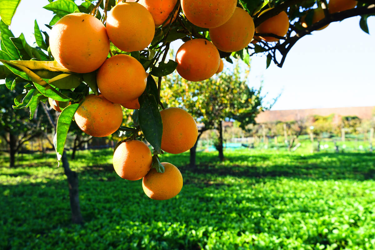 Confettura Extra Arance - immagine 2